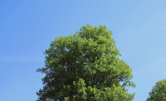 Najstarší strom v parku_lipa.JPG